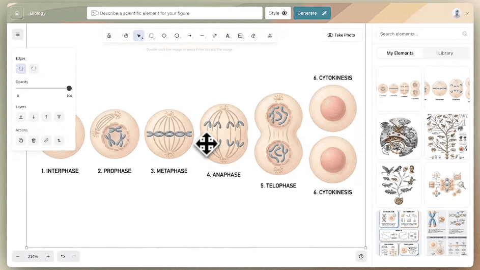Illustrae canvas showing the stages of cell division arranged and labeled as a scientific sequence
