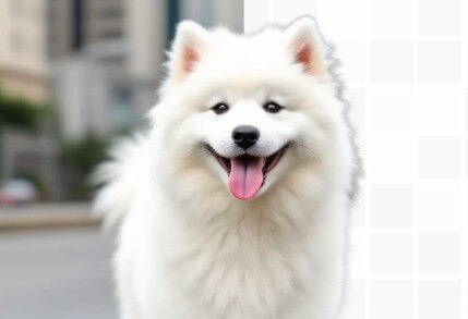 Miniflow.ai background remover